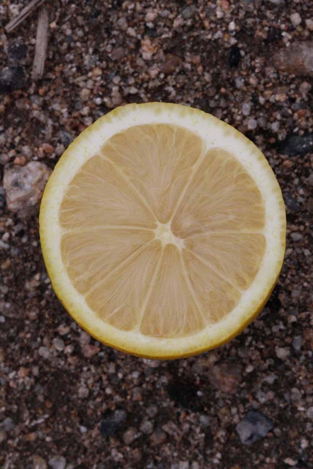              Fruit cross-section (Riverside, CA)       